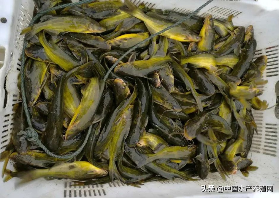 大黑鱼涨7毛，鳜鱼标鱼涨到42元！鮰鱼止跌回稳，黄颡鱼继续跌