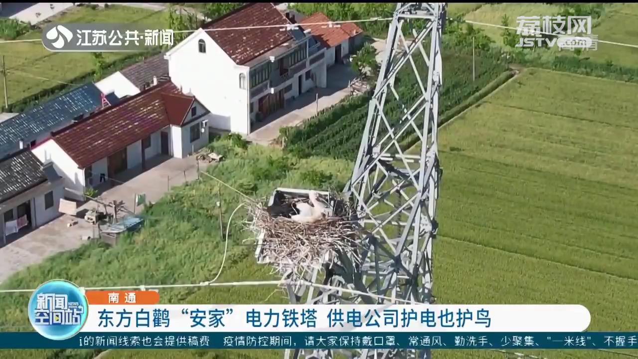 东方白鹳“安家”电力铁塔 南通供电公司护电也护鸟