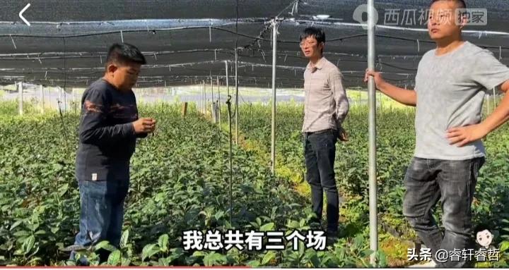 网红康仔农人的真实身份曝光，他家的金花茶园的价值令人惊讶