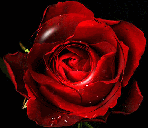 玫瑰花飘扬动态图片图片