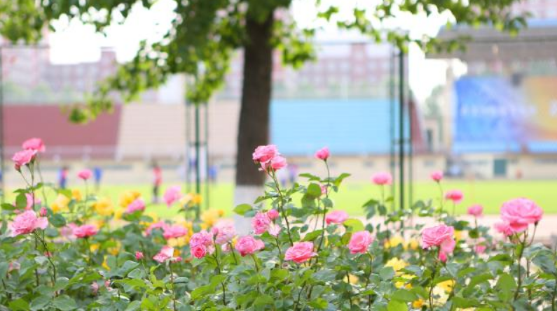 中国大学排名前300强，一次性了解大学层次，为志愿做好准备