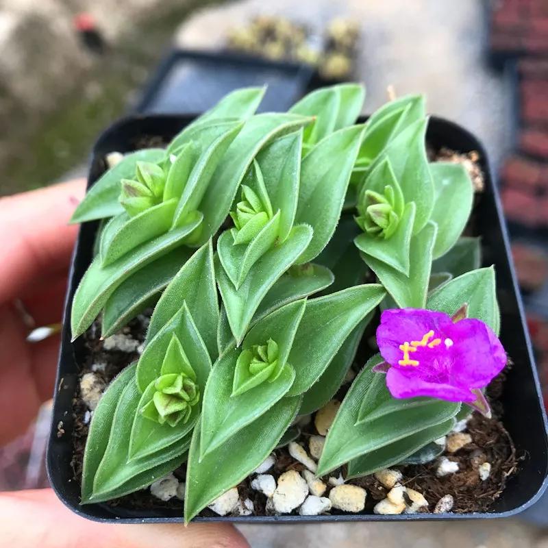 多肉品种大全图片名字(100种罕见多肉图鉴详细介绍)