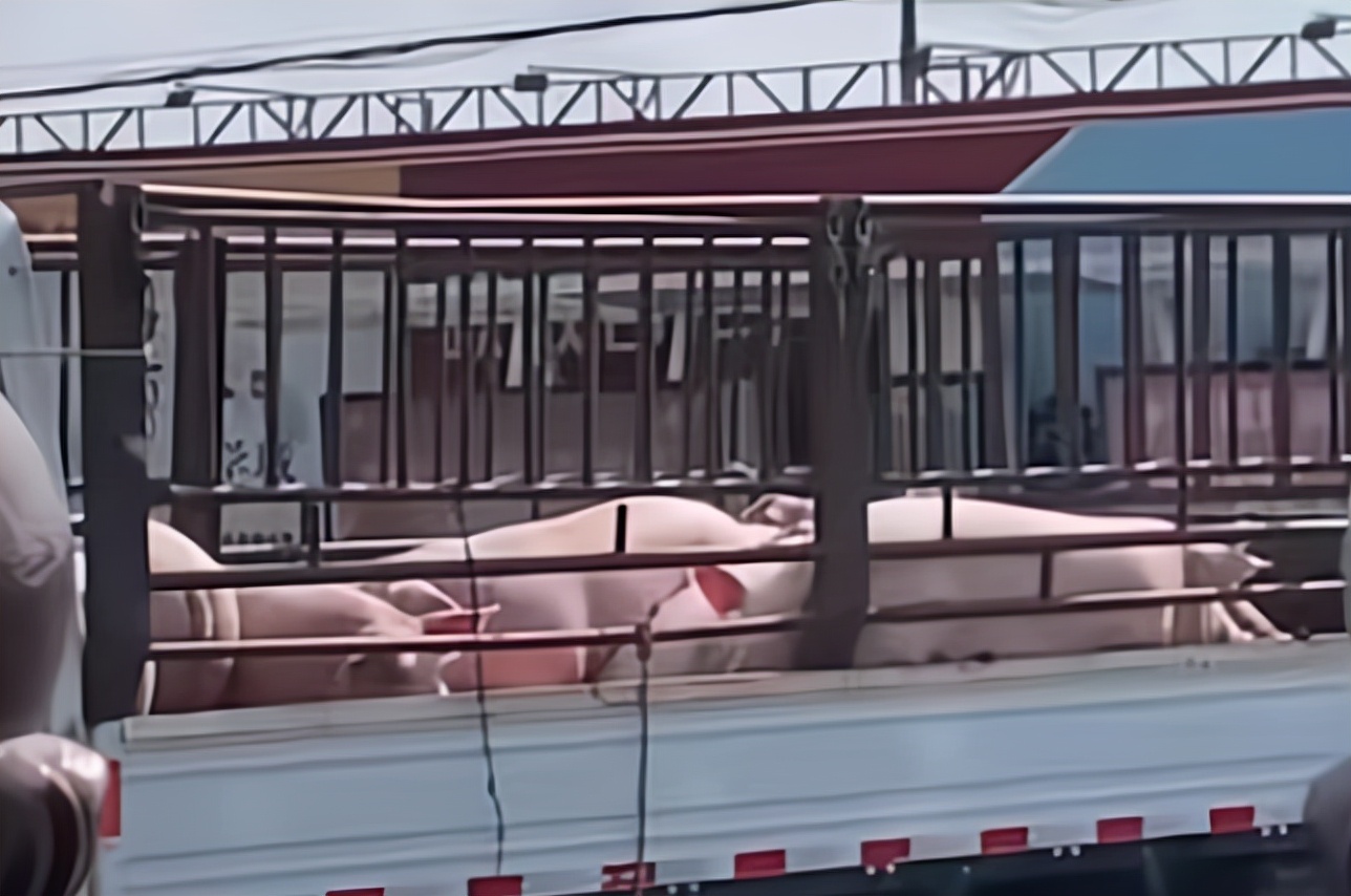 吉林一高校被封，校长为学生购买10多头活猪，评论区叫人笑不活了