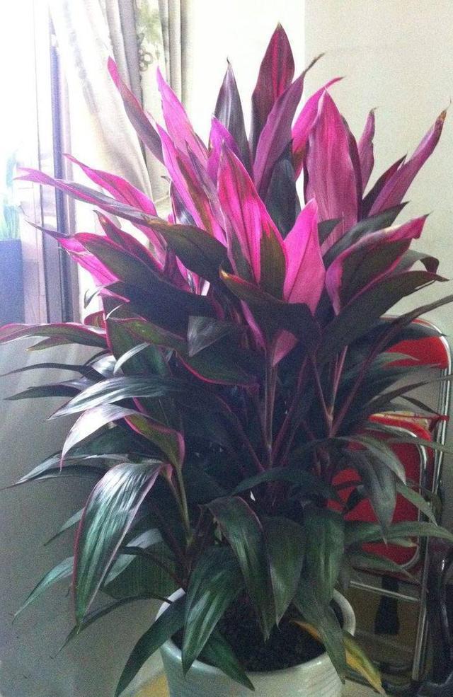 6种彩叶植物，养眼添姿彩！祛除异味有特效，好养还省心