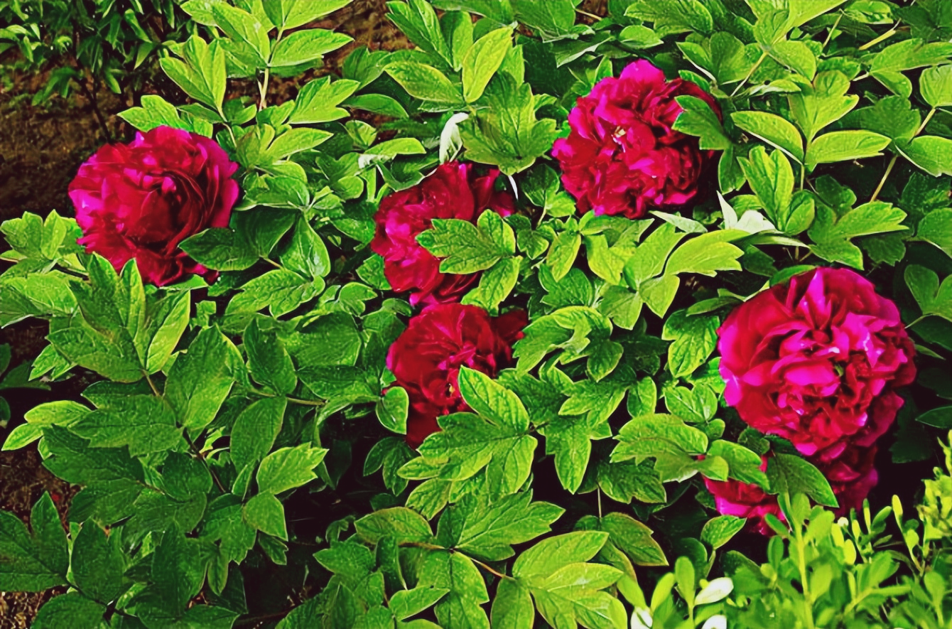 18首关于牡丹花的诗词：惊艳妖娆，绚丽如梦，一美千年