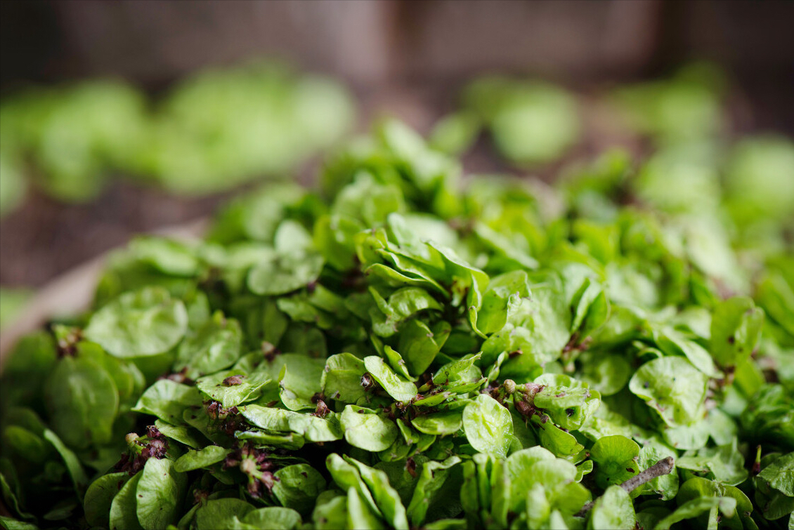 春天到了，30種野菜辨別圖片，帶你認識不同的野菜和吃法