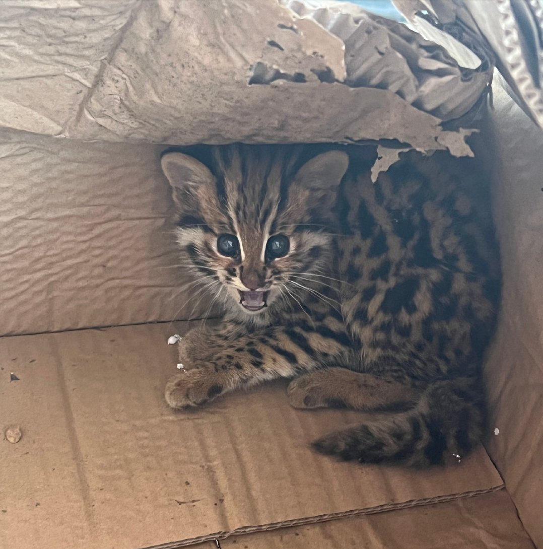 吉林一居民捡到1只豹猫幼崽,才一个月大!这么可爱能养吗?