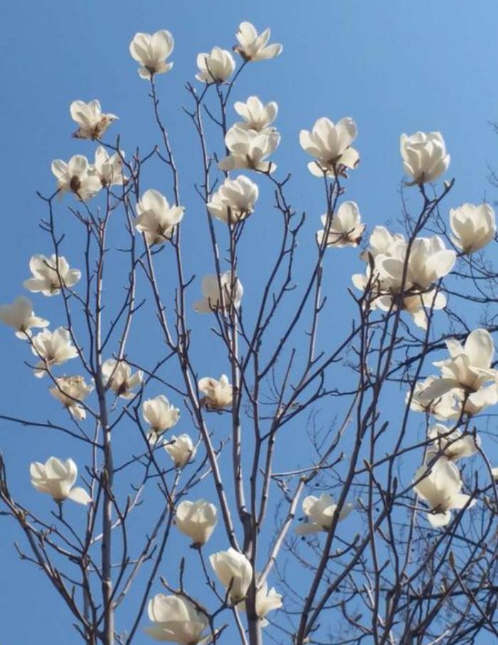 �Ѵ����ڻؼң�������δ����������16ζҰ��ͼ��