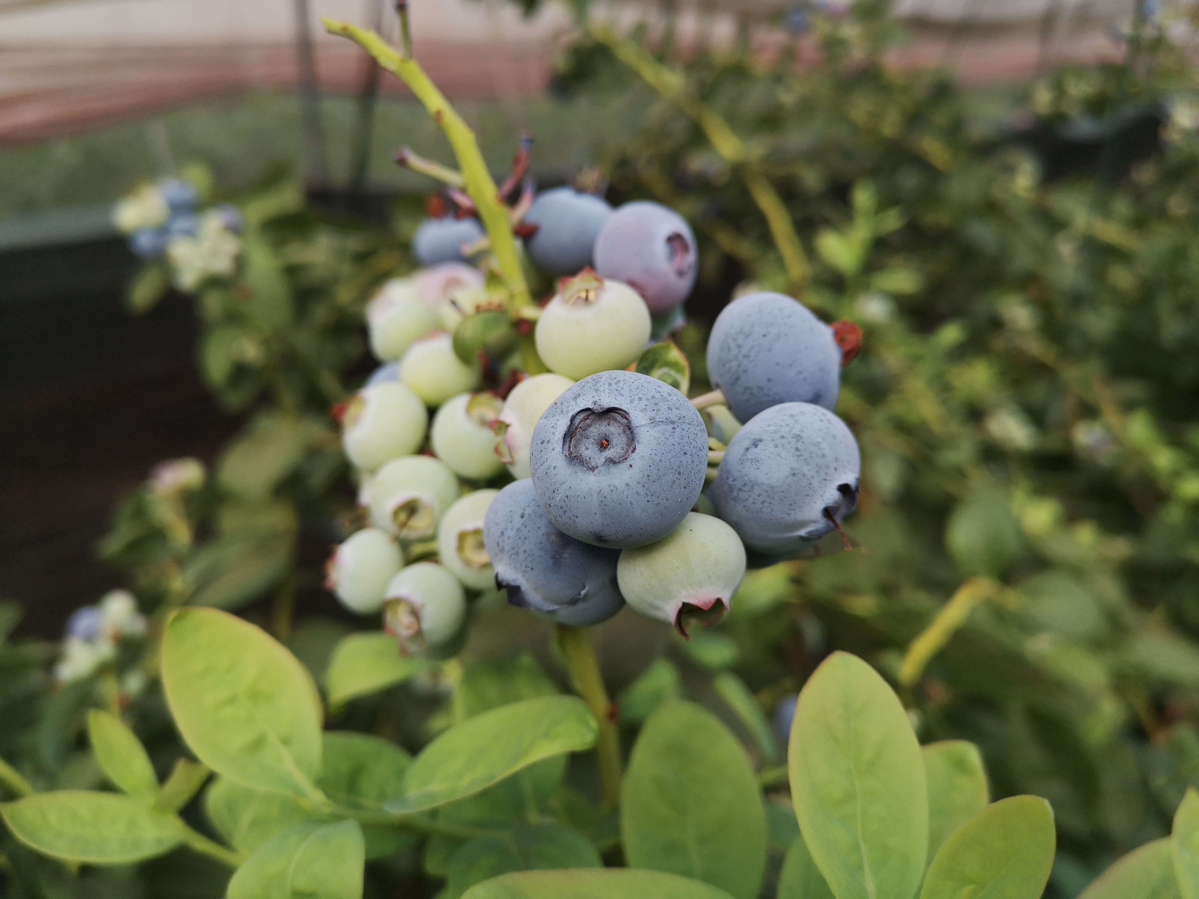 说干就干,在蒋武彪带领下,村里有5户农户加入了种植蓝莓的行列.