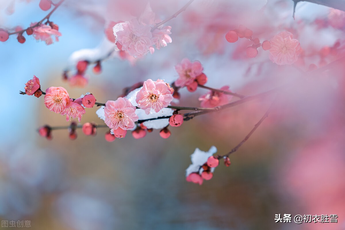 腊雪梅花古诗五首:腊雪连宵接晓飞,梅花静对雪花妍