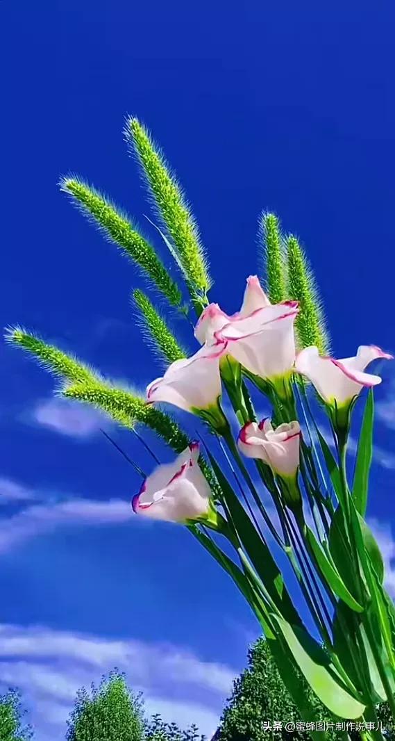 壁纸美图,百花齐放,姹紫嫣红,赏心悦目