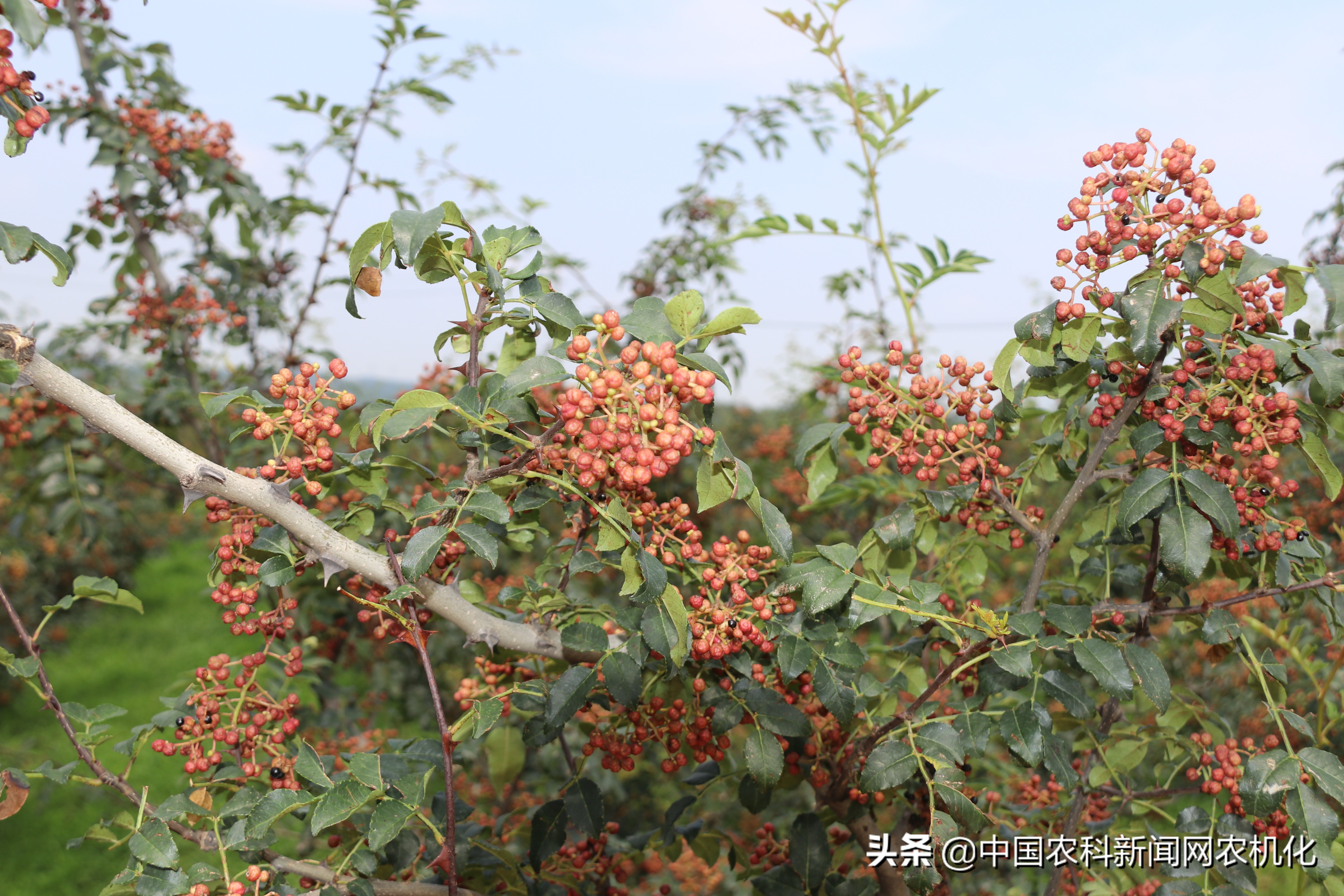 花椒树图片大全大图图片