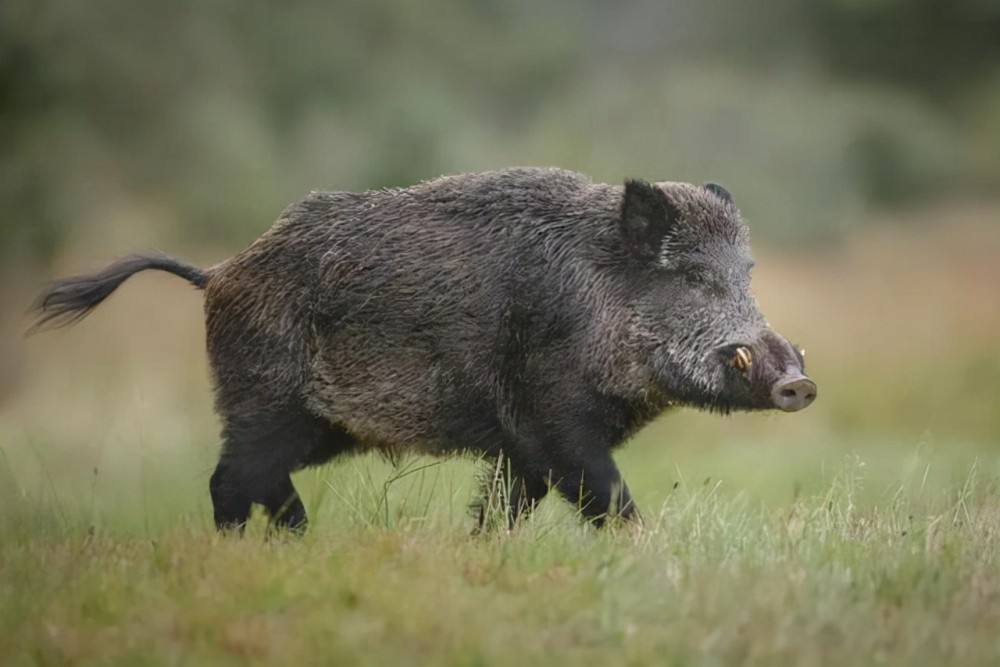 野猪跑进猪圈“搞对象”，男子强拽配种，网友：公野猪保护好自己