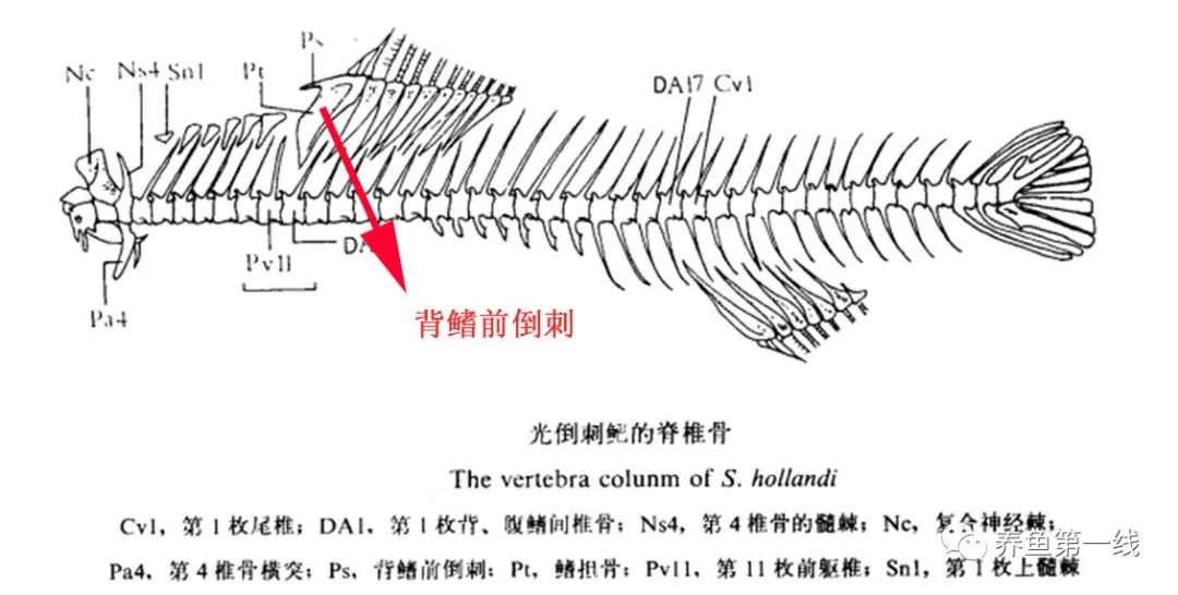 认识相似的刺鲃鱼：青波鱼和军鱼(光倒刺鲃)、青竹鱼(倒刺鲃)