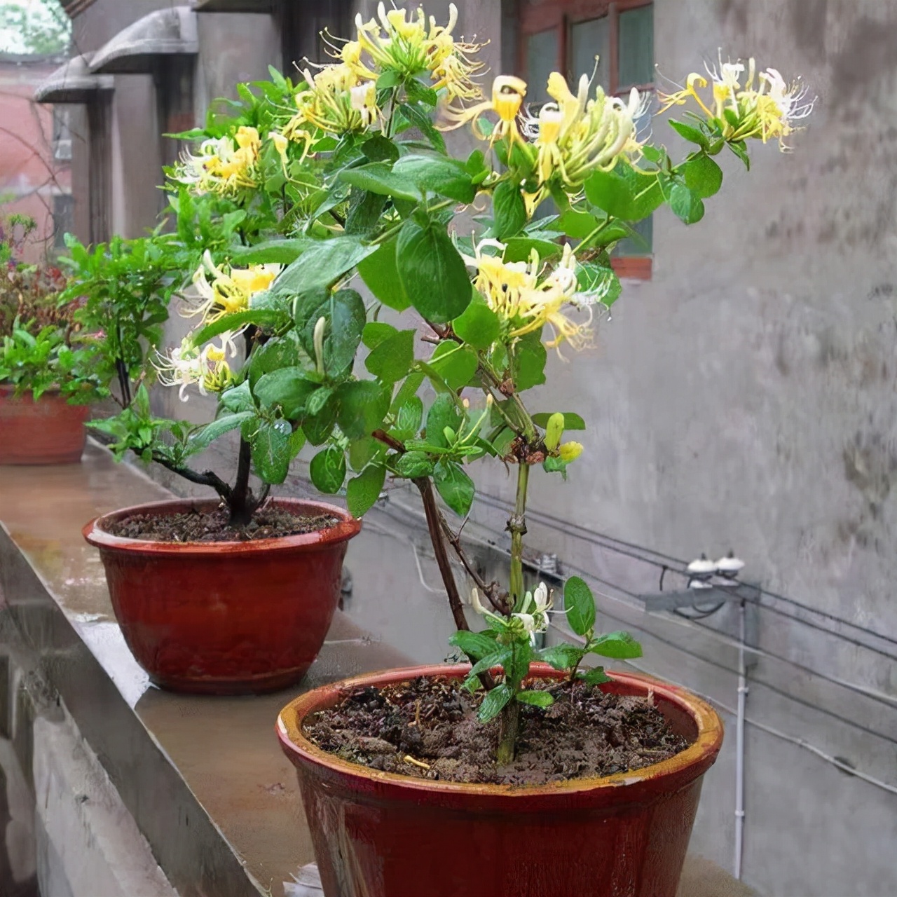 家里养金银花，有金有银“有钱花”，摘花泡茶，养人旺家