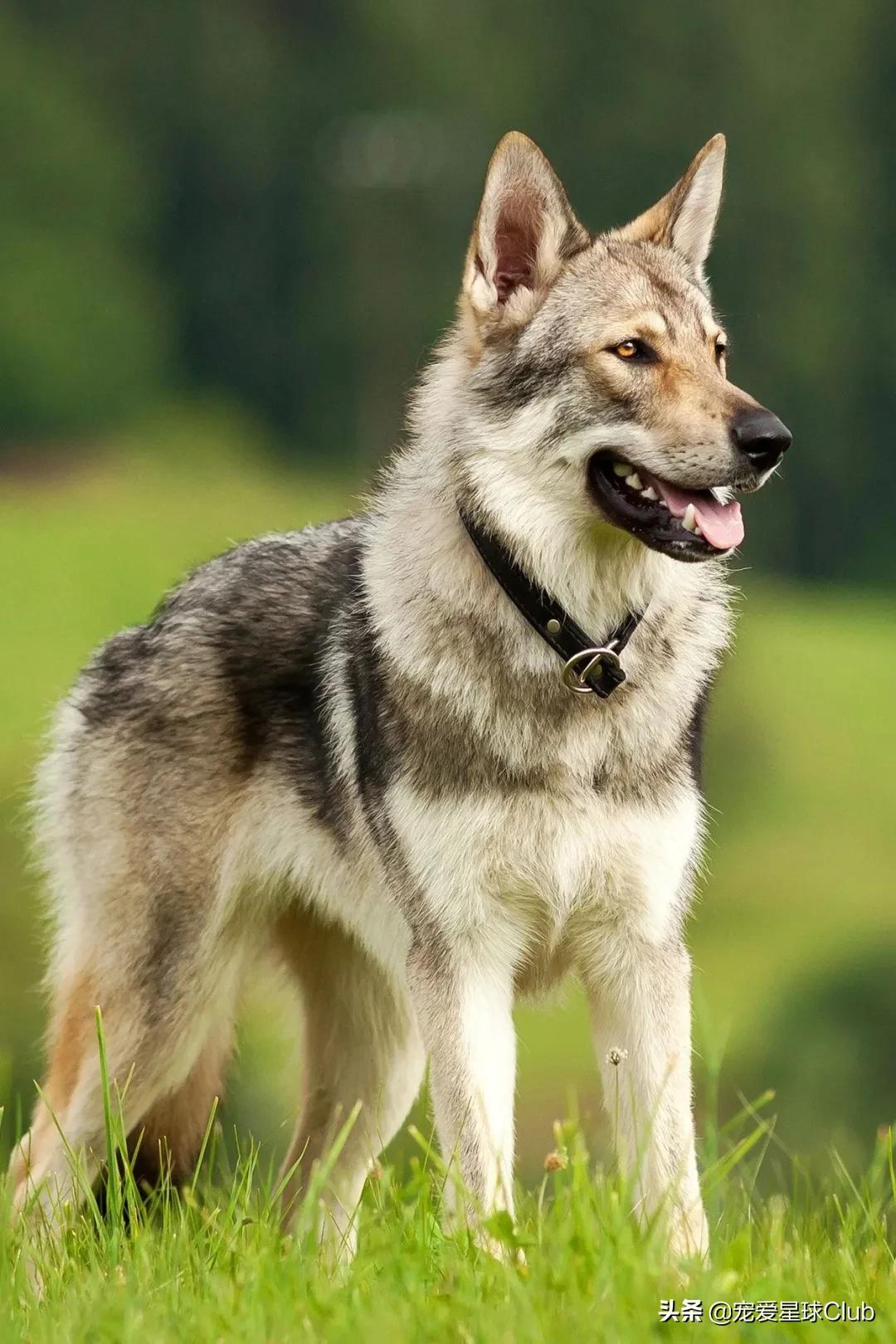 百科 | 捷克狼犬:我是真的狗