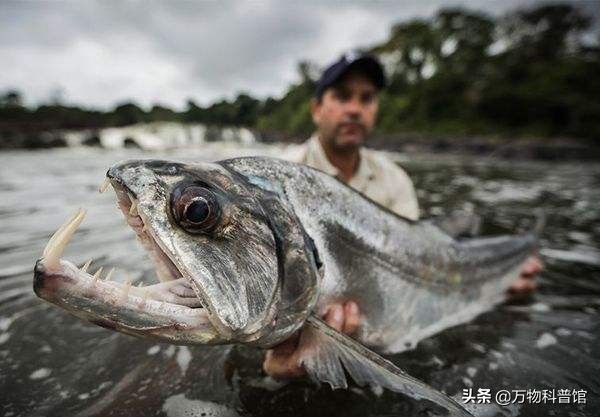 蛇头鱼(蛇头鱼入侵美国，疯长近1米，体肥如猪，专家建议见到立即杀死)