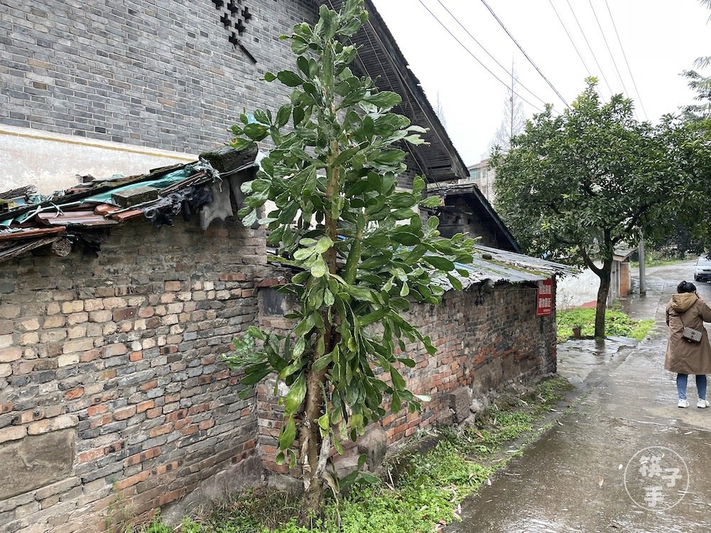 重庆轻轨交通学校（重庆炮校）