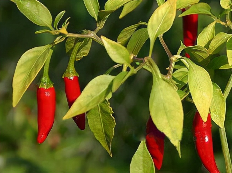 魔鬼辣椒图片(这5种传说中的) - 赤虎壹号