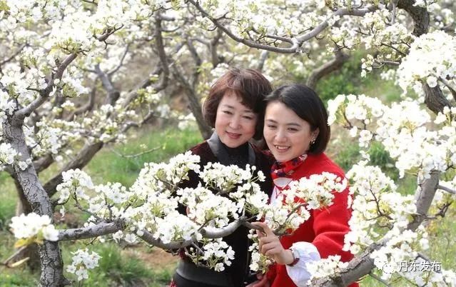 丹东这一地儿入选全国十大赏樱地！赏花攻略提前收藏