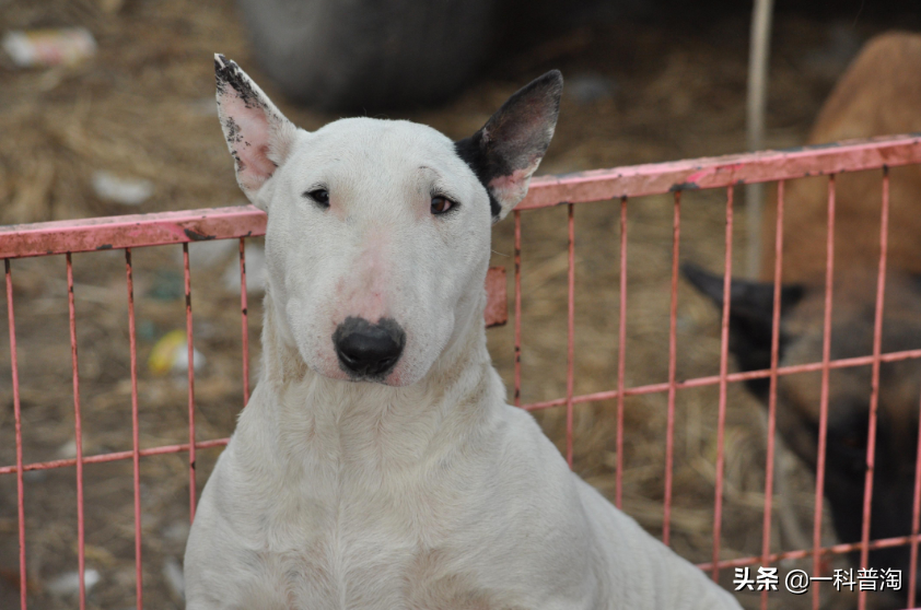 恶犬排名(世界上最凶猛的十大恶犬，日本土佐上榜，藏獒只能屈居第二)