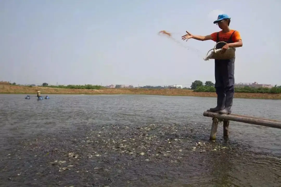 白鱼图片(一条60斤，鱼多到捡不完！江西萍乡水库泄洪，被冲晕的鱼哪来的？)