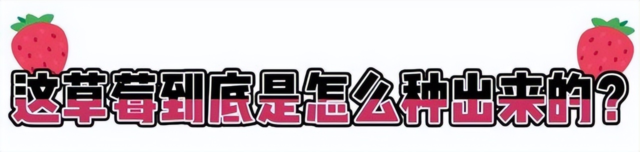 種草莓是什么意思（“種草莓”有多危險？醫生怒斥：“疼哭”不重要，你隨時可能會死）