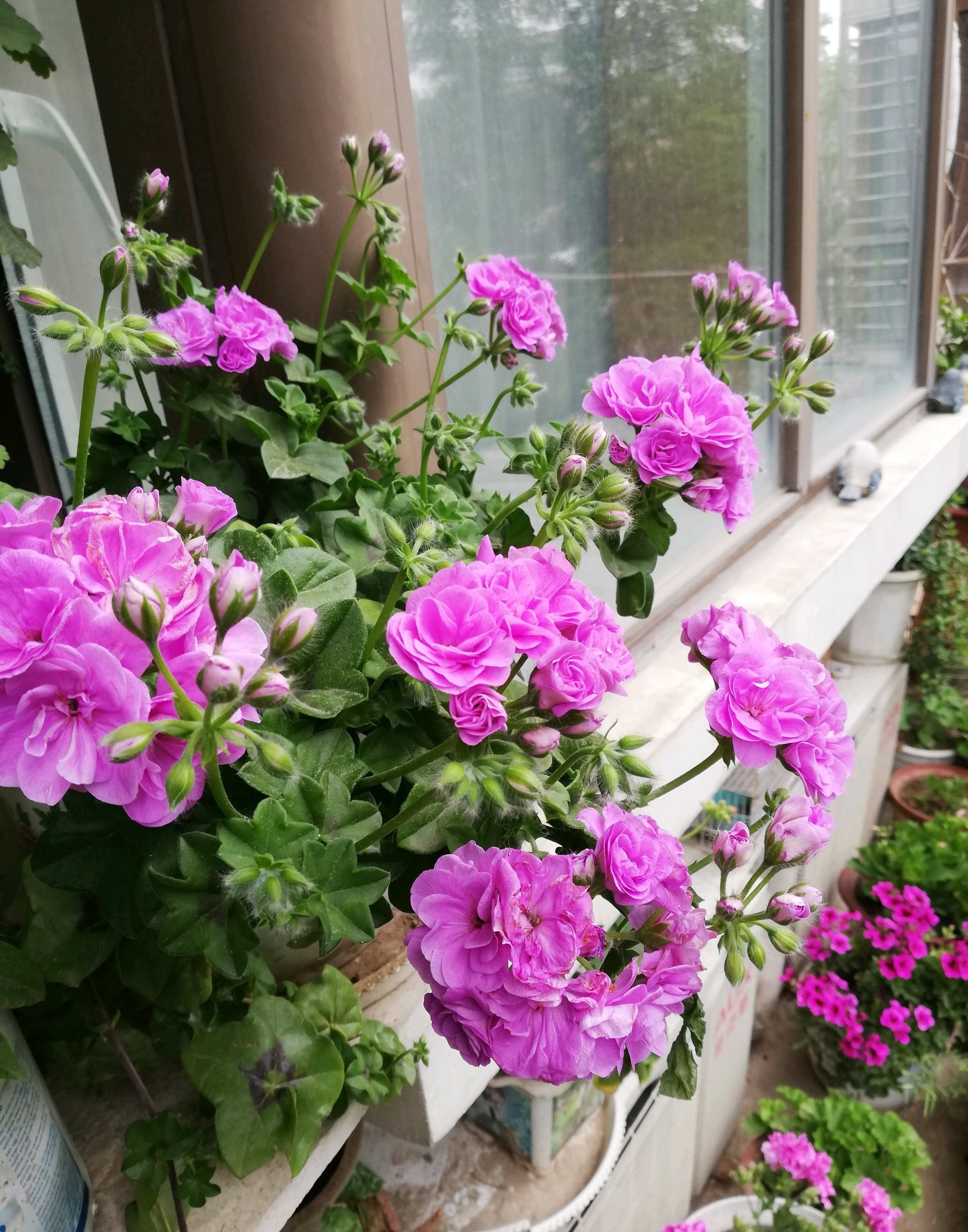 夏天有什么花 夏季花卉有哪些-千百号