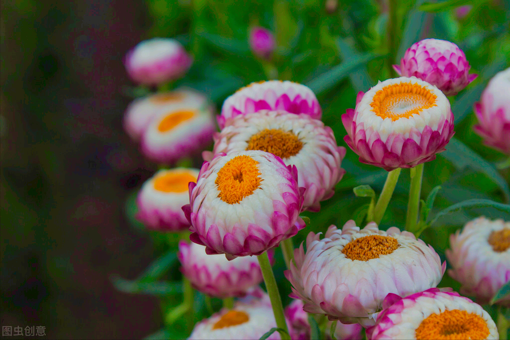 一花一世界，一花一叶送祝福，有花陪伴最幸福；有叶牵挂更美好