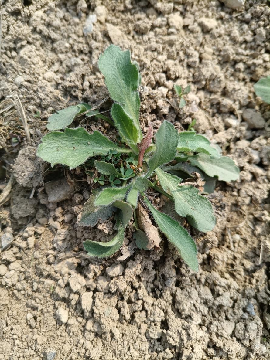 �Ѵ����ڻؼң�������δ����������16ζҰ��ͼ��