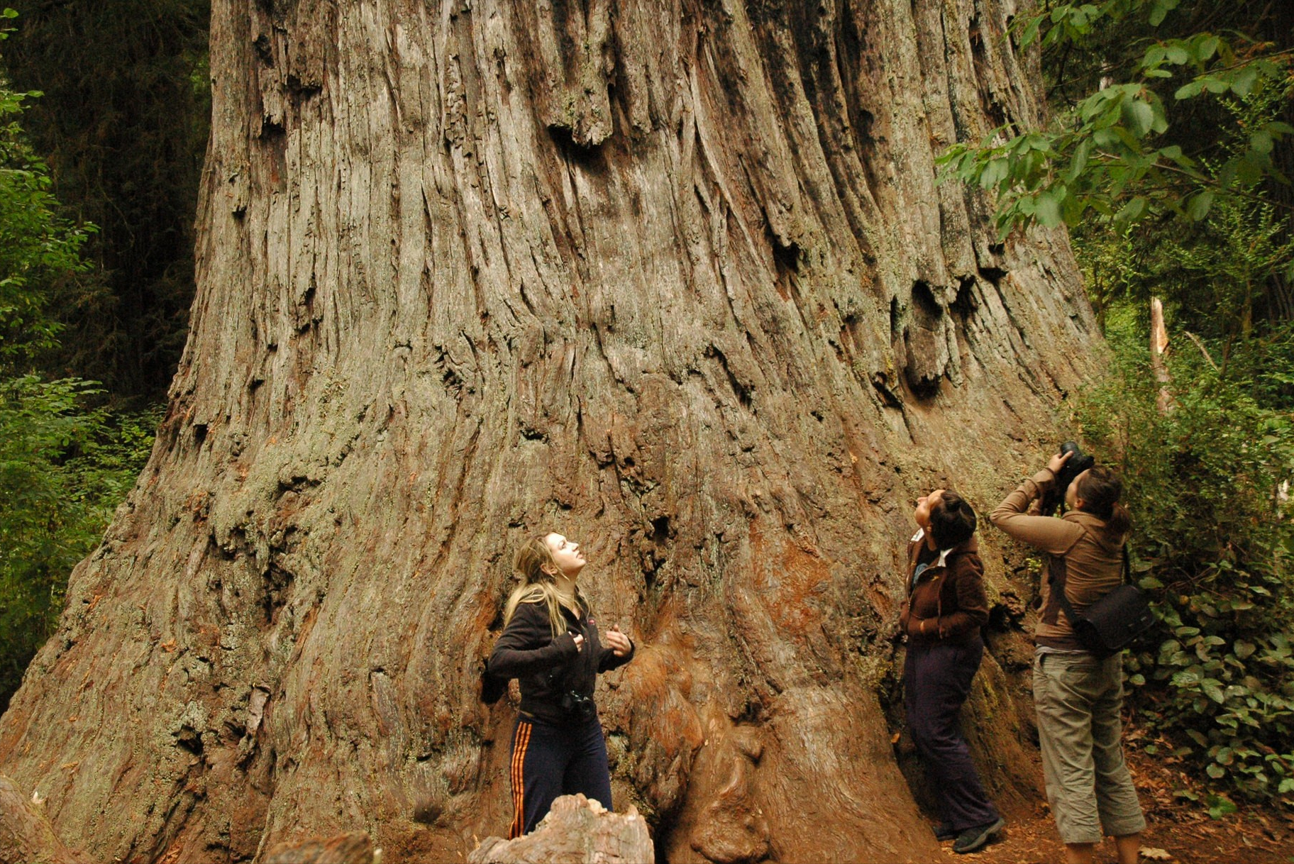盘点世界最高的5棵巨树,至少高度有40层楼,10个人都抱不住