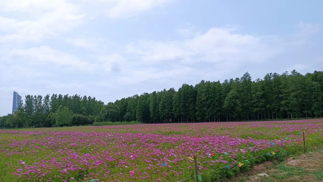 江心洲旅游景点有哪些（江心洲有什么好玩的）-第25张图片-巴山号