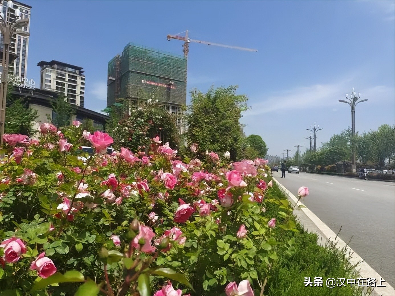 漢中濱江新區(qū)金牛路——“月季大道”上線了