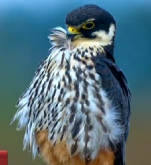 2014年，河南大学生抓16只鸟被判10年，其父喊冤：他只是个孩子