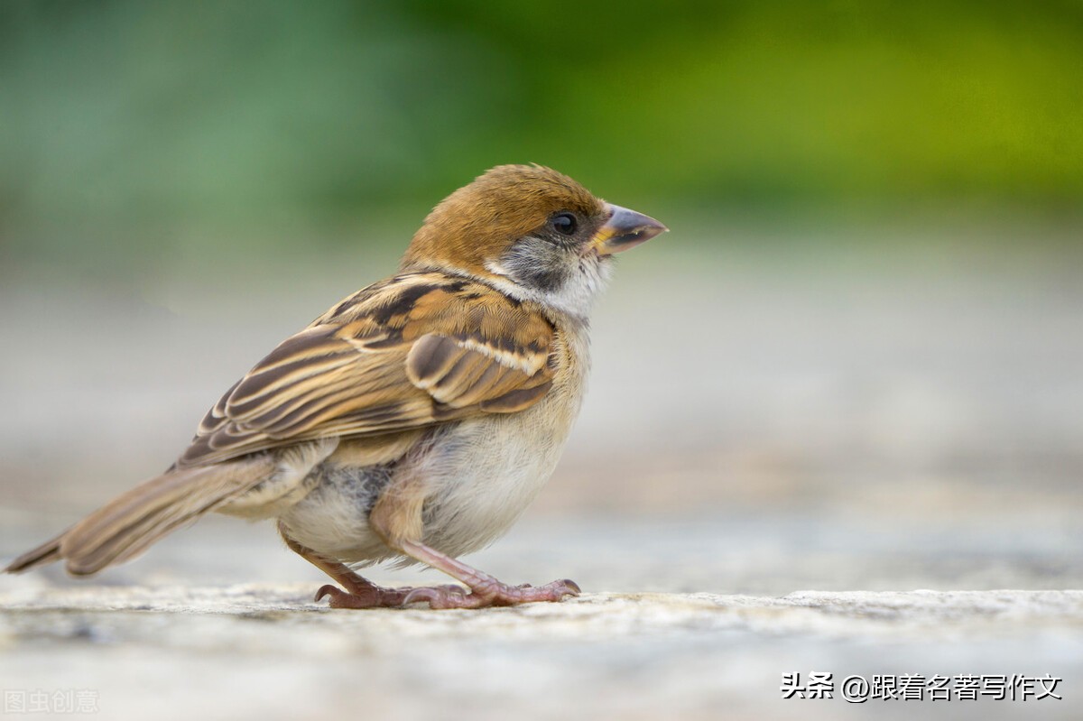 什么是过渡句（你这个过渡句写得真有特色！嘘，这是老舍先生告诉我的小秘籍）