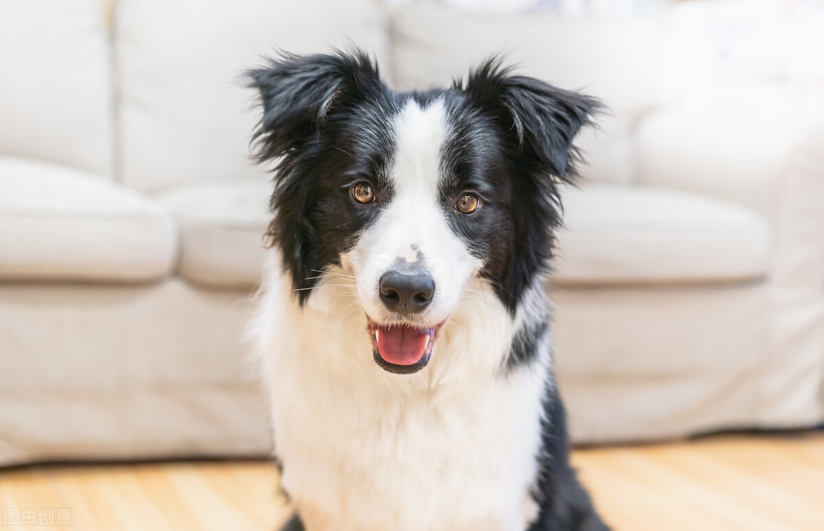 边牧犬的优缺点,看完你能接受吗?
