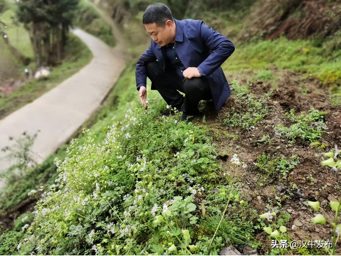 漢中這里發(fā)現(xiàn)瀕危珍稀植物！你有看見過嗎？