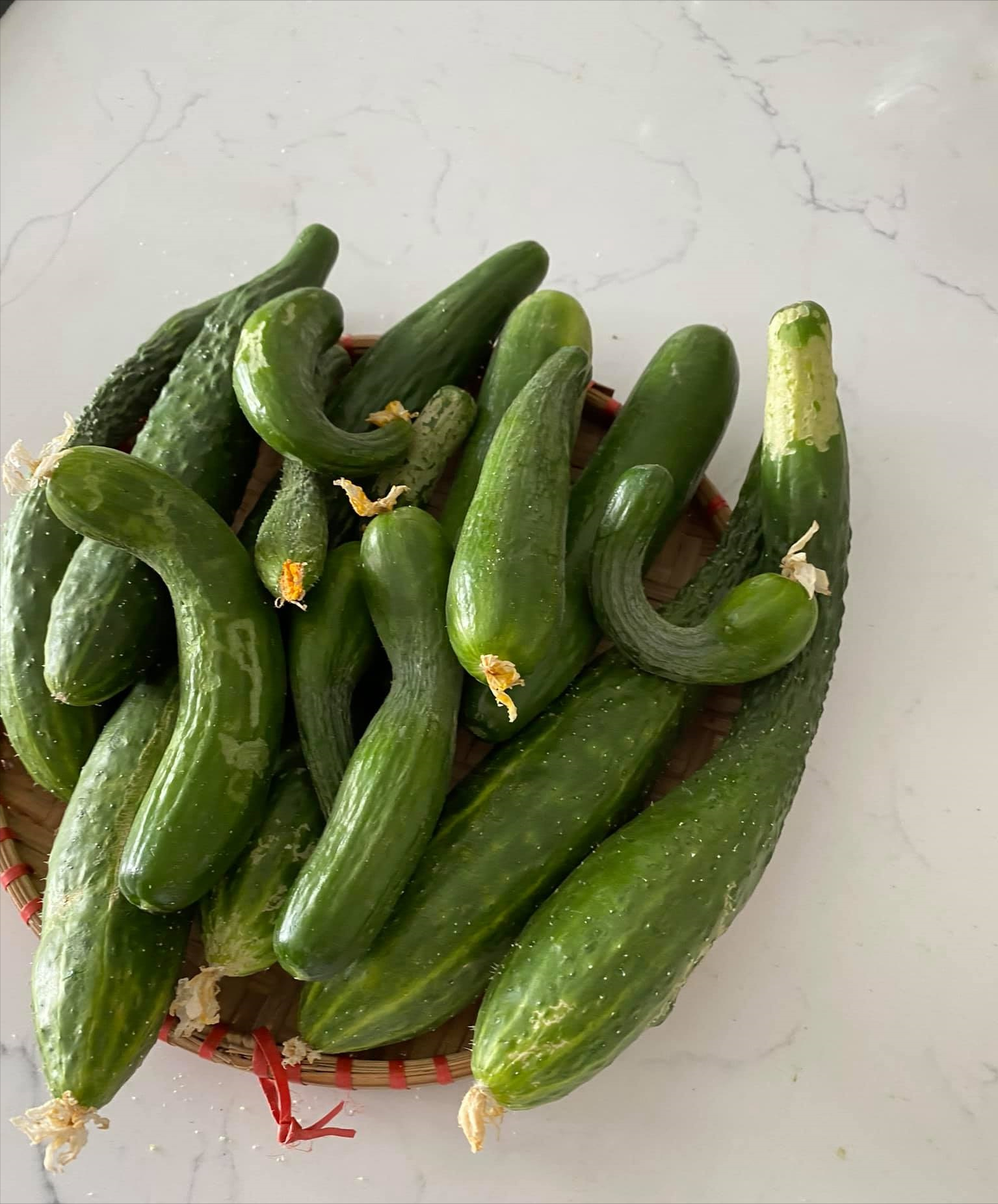 女厂长利用100平方米露台，投资3000块钱，种植了各种干净蔬菜