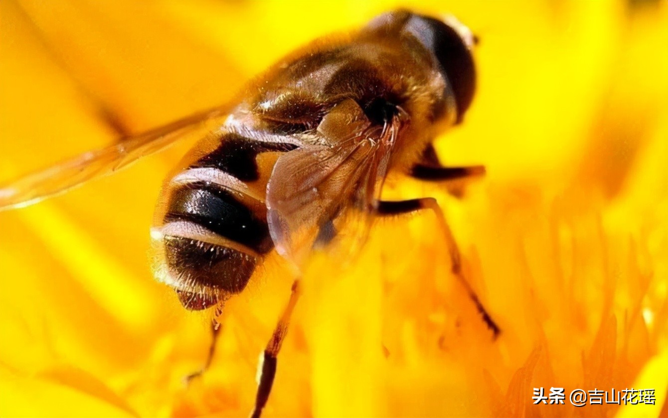 蜜蜂的特点和本领（蜜蜂的外形特征和习性）