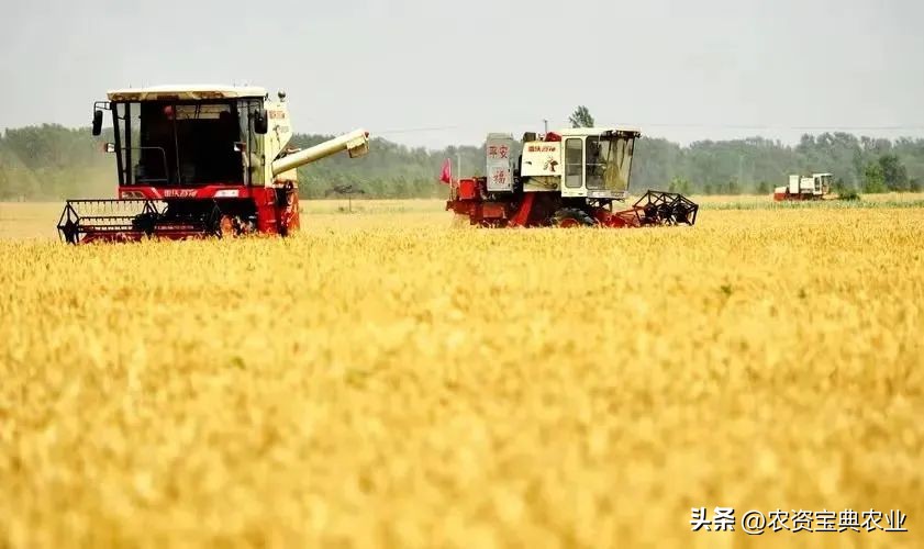 小麦上涨不断！玉米“变脸”价格大涨大跌！9月份行情如何？