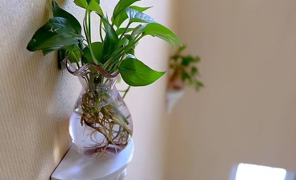 新家装修，这种绿植遇水就活，十分便宜，不用精心照料