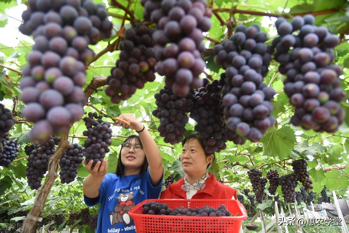 夏黑葡萄价格表今日价格「夏黑葡萄膨大剂」