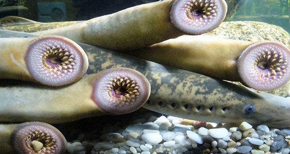 远古海底最恐怖的生物图片