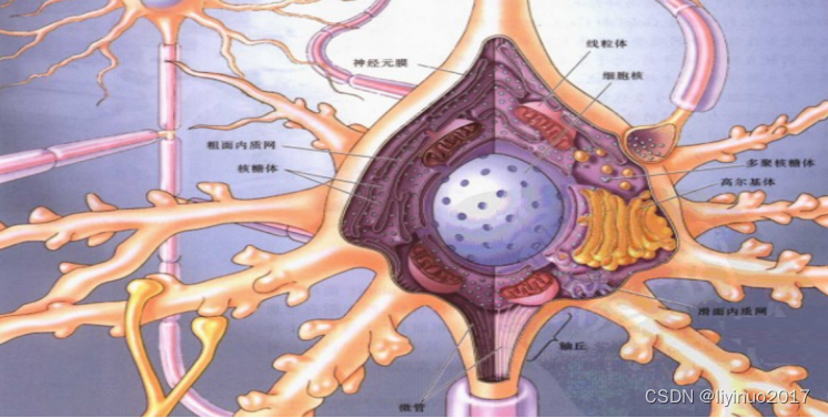 人脑是一台计算机吗？