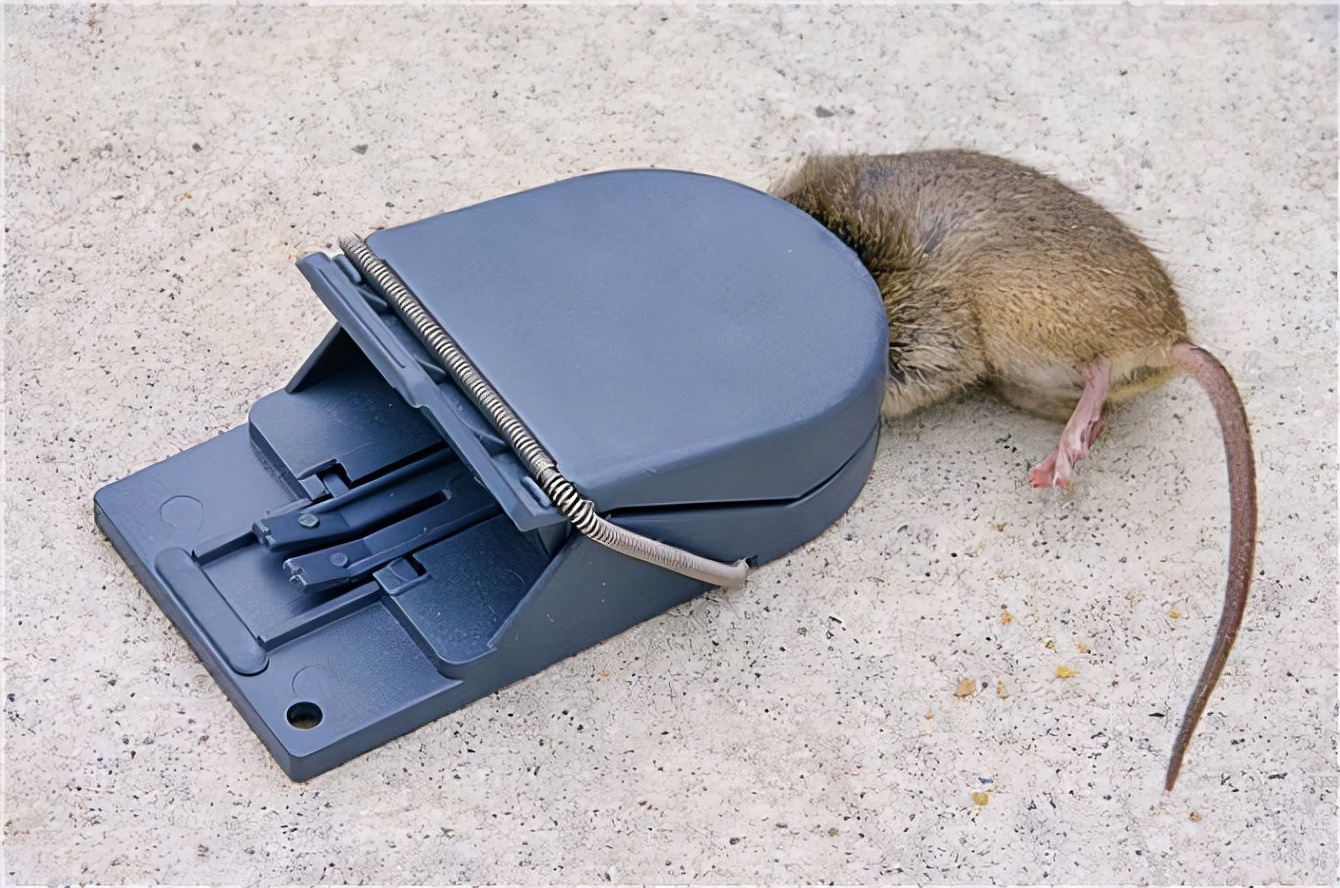 灭鼠最快最有效的方法（饭店灭鼠最快最有效的方法）-第5张图片-昕阳网