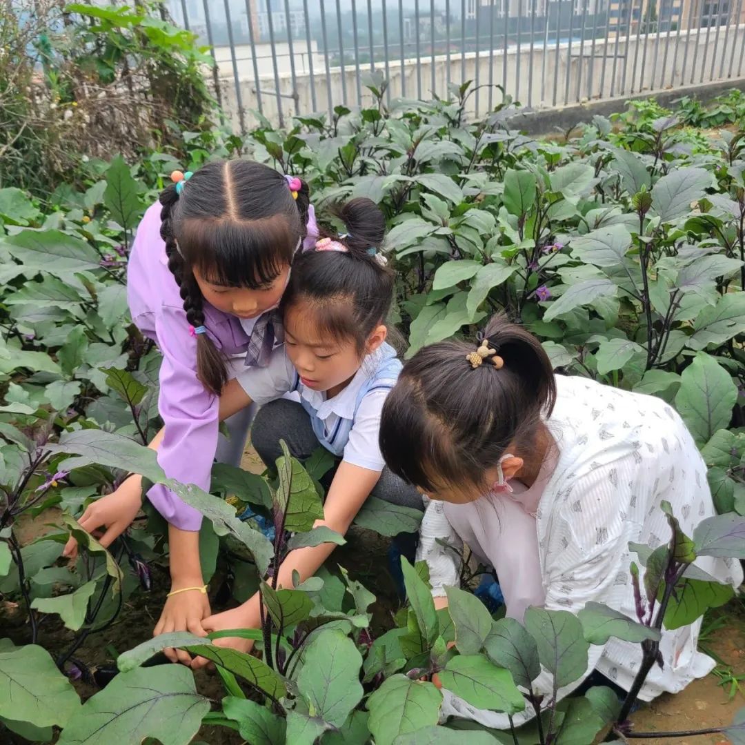 成都高新区朝阳小学深入开展二十四节气之小满有关活动