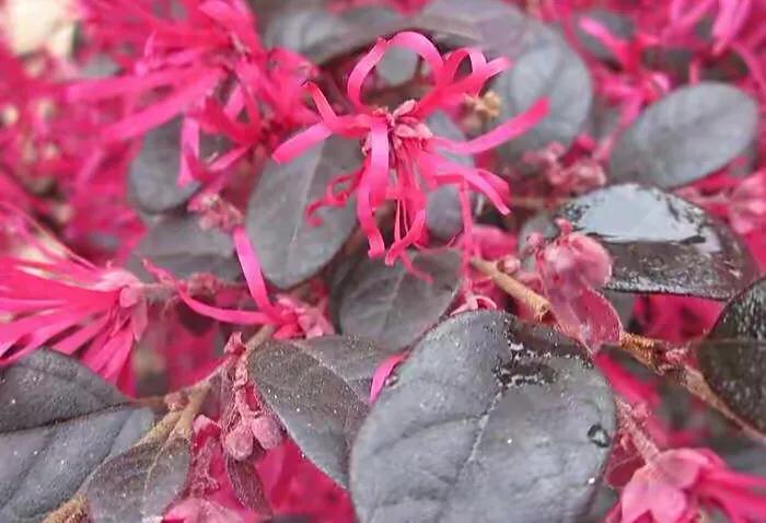 红花檵（jì）木