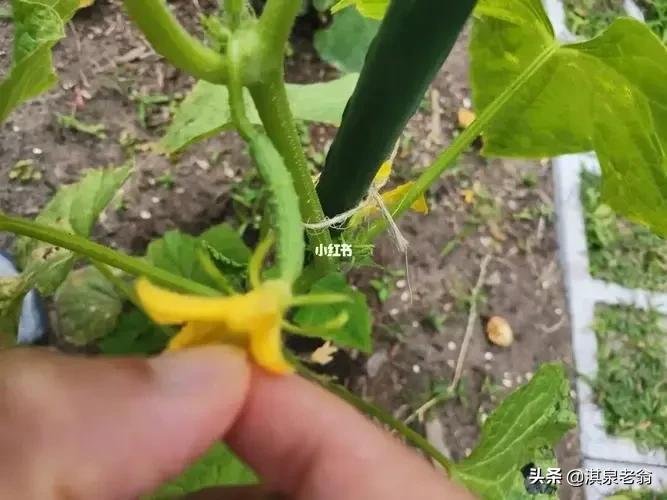 告诉你几个促进作物质优产量高的‘‘施用剂’’及配方