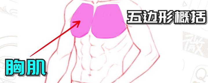 画人体结构怎么练习？漫画人体结构教学