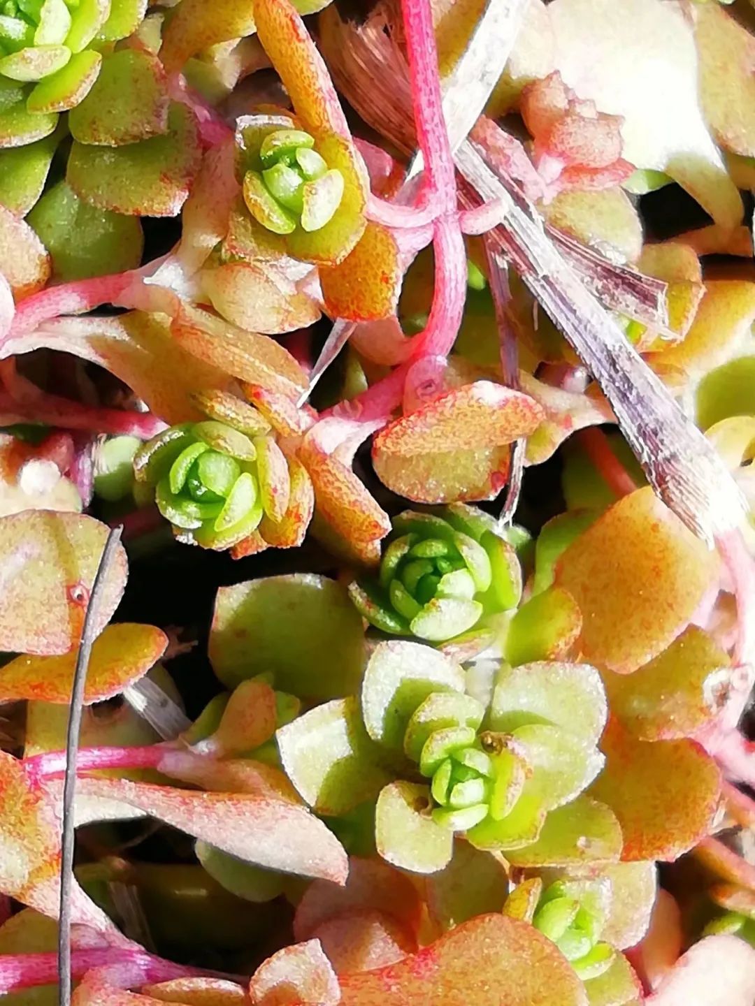 草木人间:小家碧玉—珠芽景天